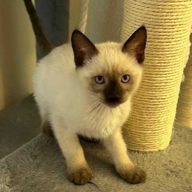 Marcus, an adoptable Domestic Short Hair in Wickenburg, AZ, 85390 | Photo Image 3