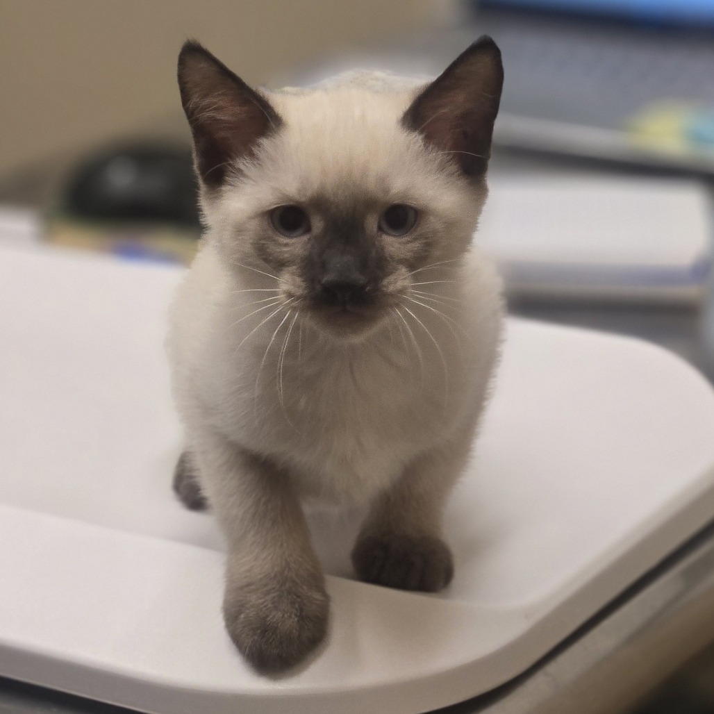 Marcus, an adoptable Domestic Short Hair in Wickenburg, AZ, 85390 | Photo Image 4