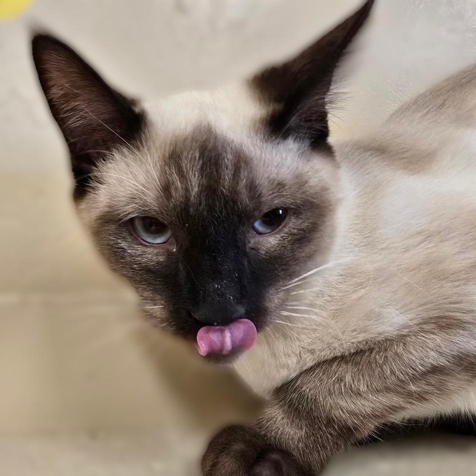 Marcus, an adoptable Domestic Short Hair in Wickenburg, AZ, 85390 | Photo Image 5