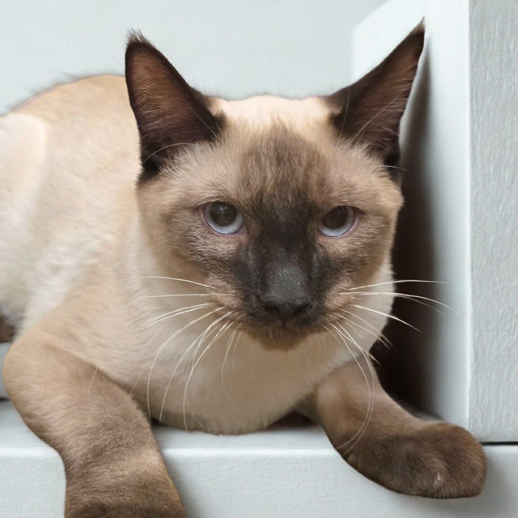 Midge, an adoptable Domestic Short Hair in Wickenburg, AZ, 85390 | Photo Image 1