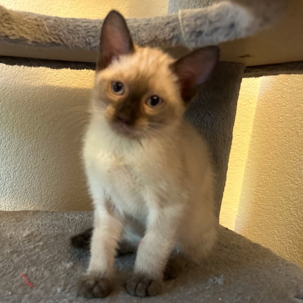 Midge, an adoptable Domestic Short Hair in Wickenburg, AZ, 85390 | Photo Image 3