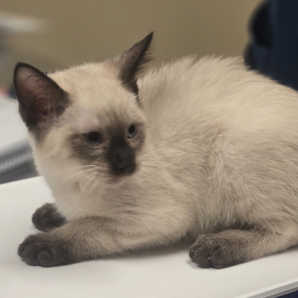 Midge, an adoptable Domestic Short Hair in Wickenburg, AZ, 85390 | Photo Image 4