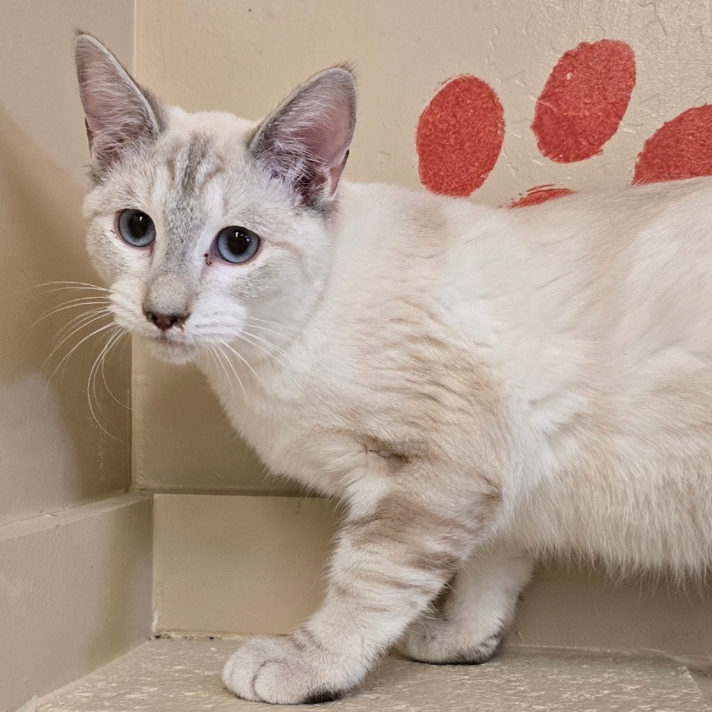 Millie, an adoptable Domestic Short Hair in Wickenburg, AZ, 85390 | Photo Image 1
