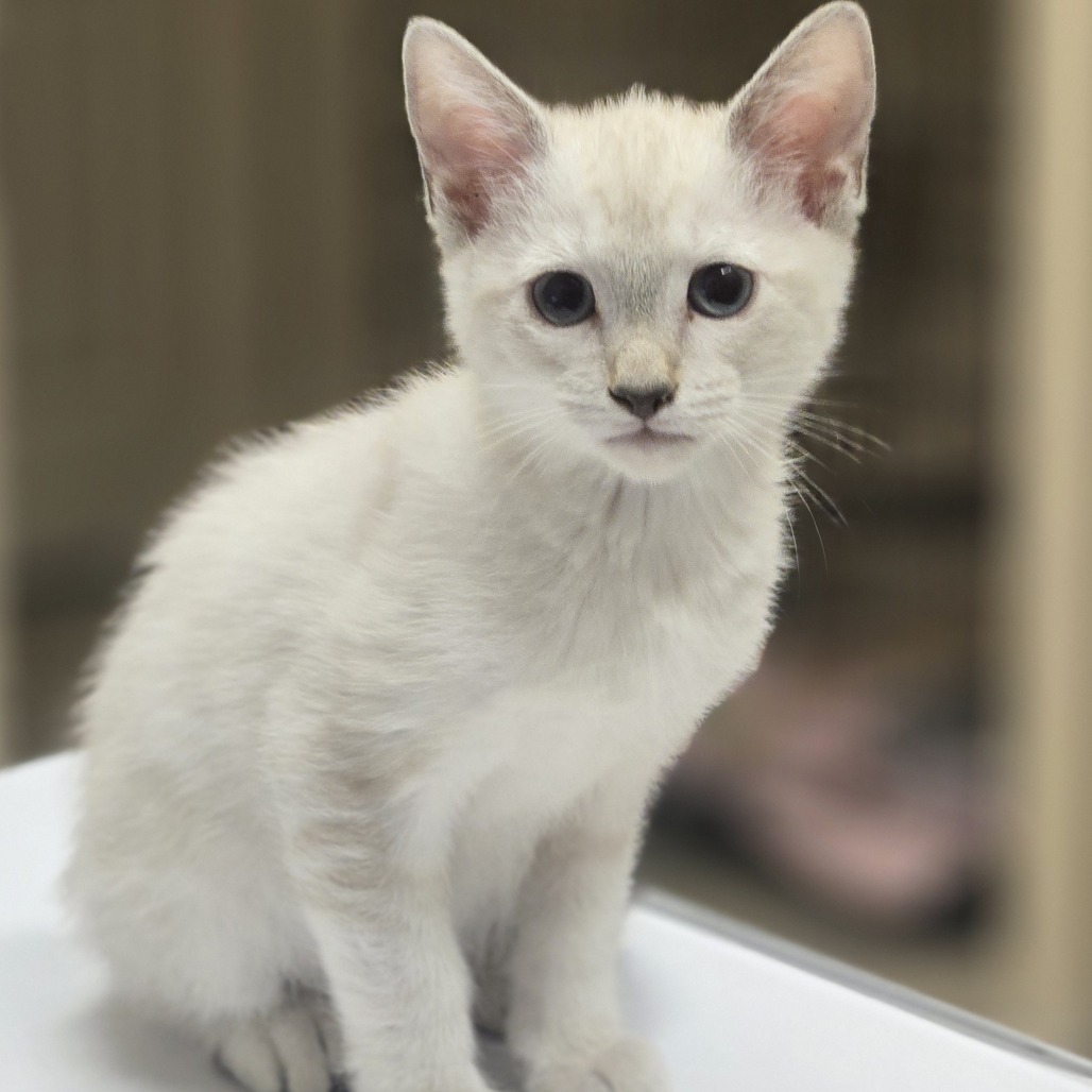 Millie, an adoptable Domestic Short Hair in Wickenburg, AZ, 85390 | Photo Image 3