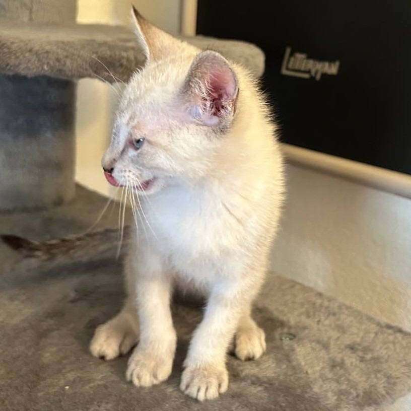 Millie, an adoptable Domestic Short Hair in Wickenburg, AZ, 85390 | Photo Image 4