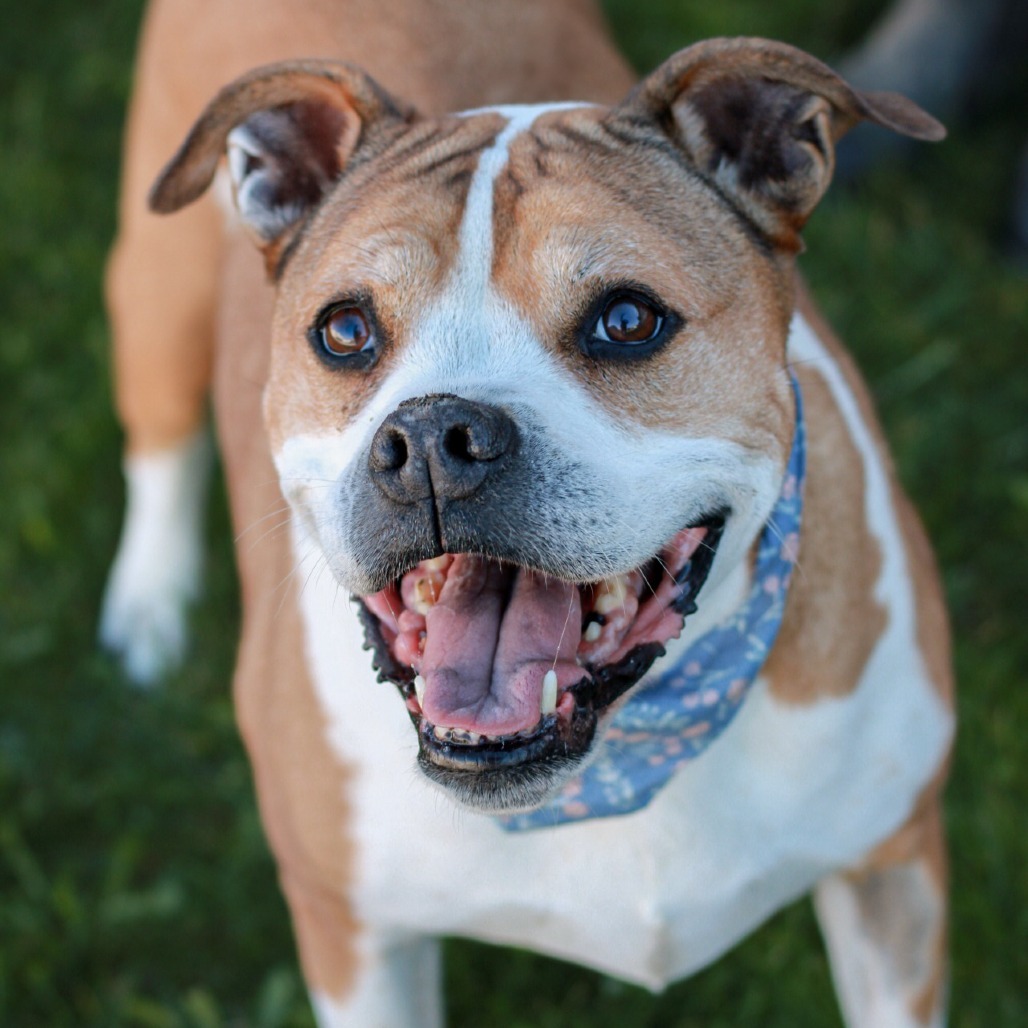 Dump Truck Donna (In Foster)