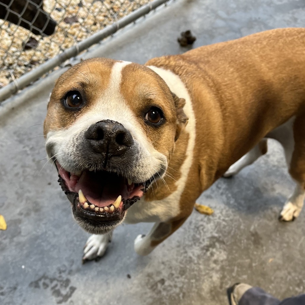 Dump Truck Donna (In Foster)