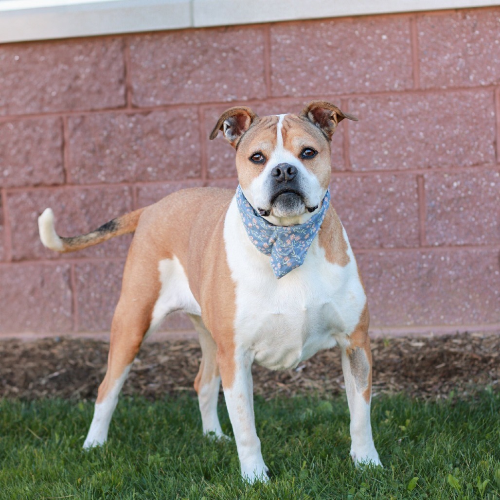 Dump Truck Donna (In Foster)