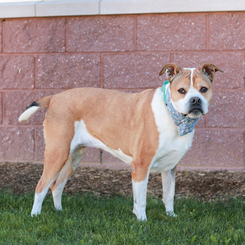 Dump Truck Donna (In Foster)