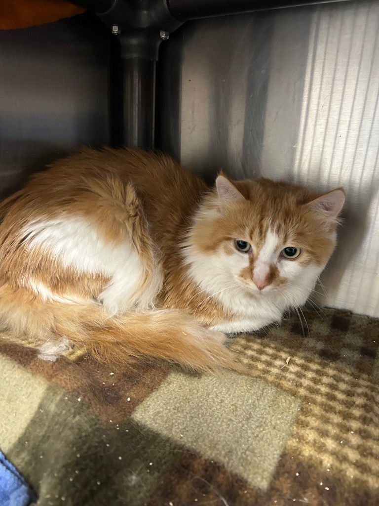 Blaze, an adoptable Domestic Medium Hair in Emmett, ID, 83617 | Photo Image 1
