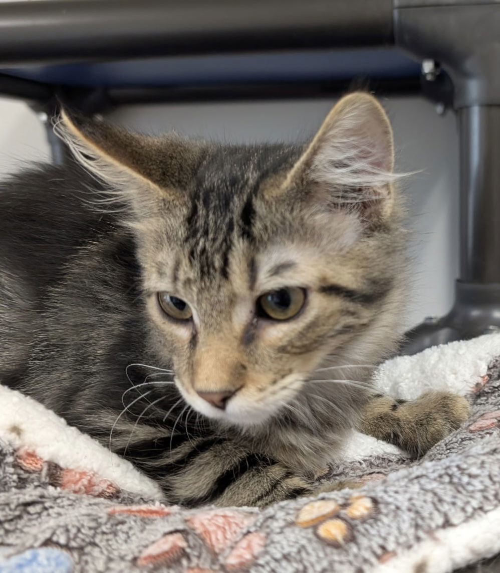 Kitten - Samuel, an adoptable Domestic Long Hair in Emmett, ID, 83617 | Photo Image 1