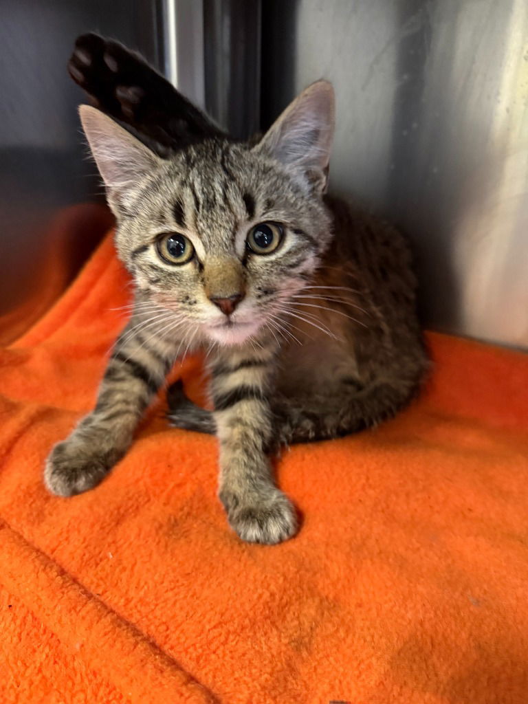 Kitten - Rocky, an adoptable Domestic Short Hair in Emmett, ID, 83617 | Photo Image 1