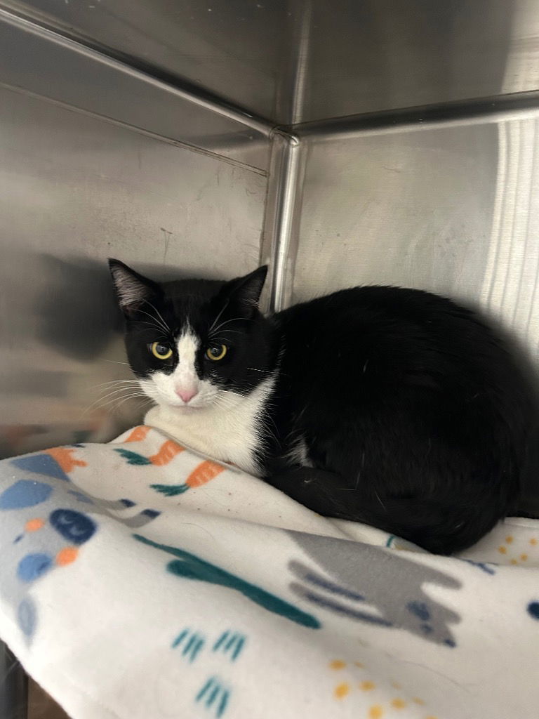 Oreo, an adoptable Domestic Short Hair in Emmett, ID, 83617 | Photo Image 1