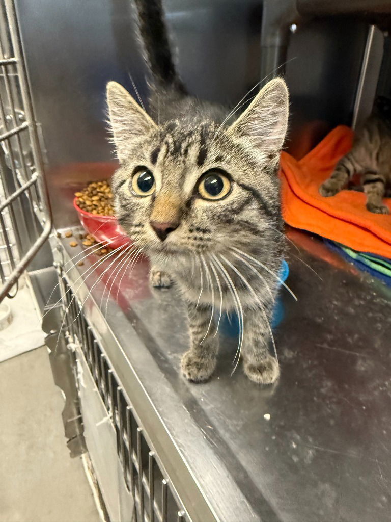 Kitten - Milo, an adoptable Domestic Short Hair in Emmett, ID, 83617 | Photo Image 1