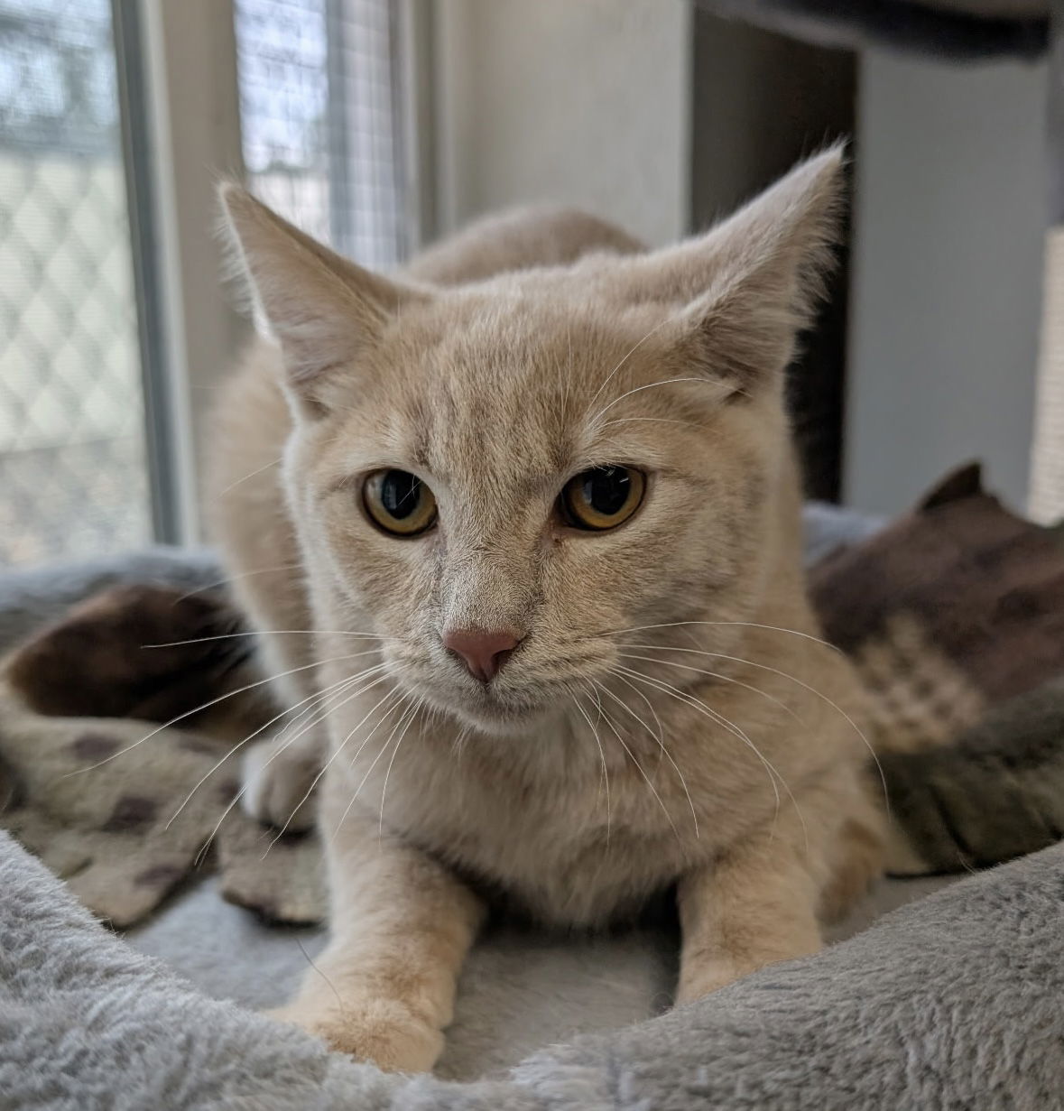Kitten - Waylon, an adoptable Domestic Short Hair in Emmett, ID, 83617 | Photo Image 1