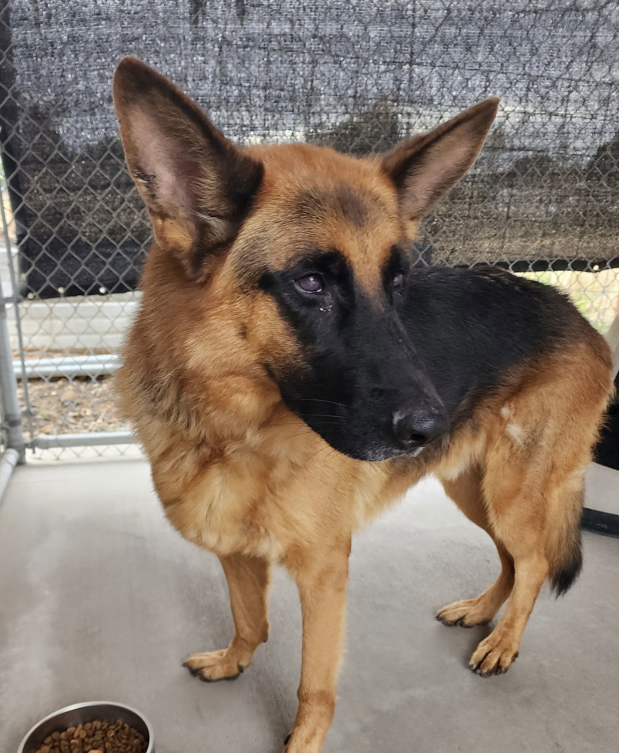 Ranger, an adoptable German Shepherd Dog in Emmett, ID, 83617 | Photo Image 1