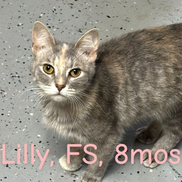 Lilly