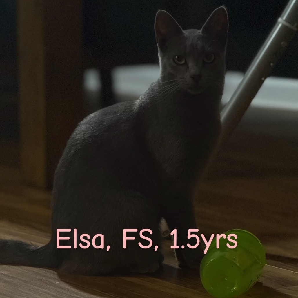 Elsa