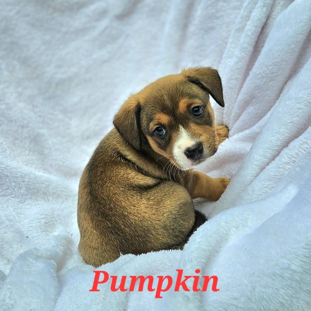 Pumpkin