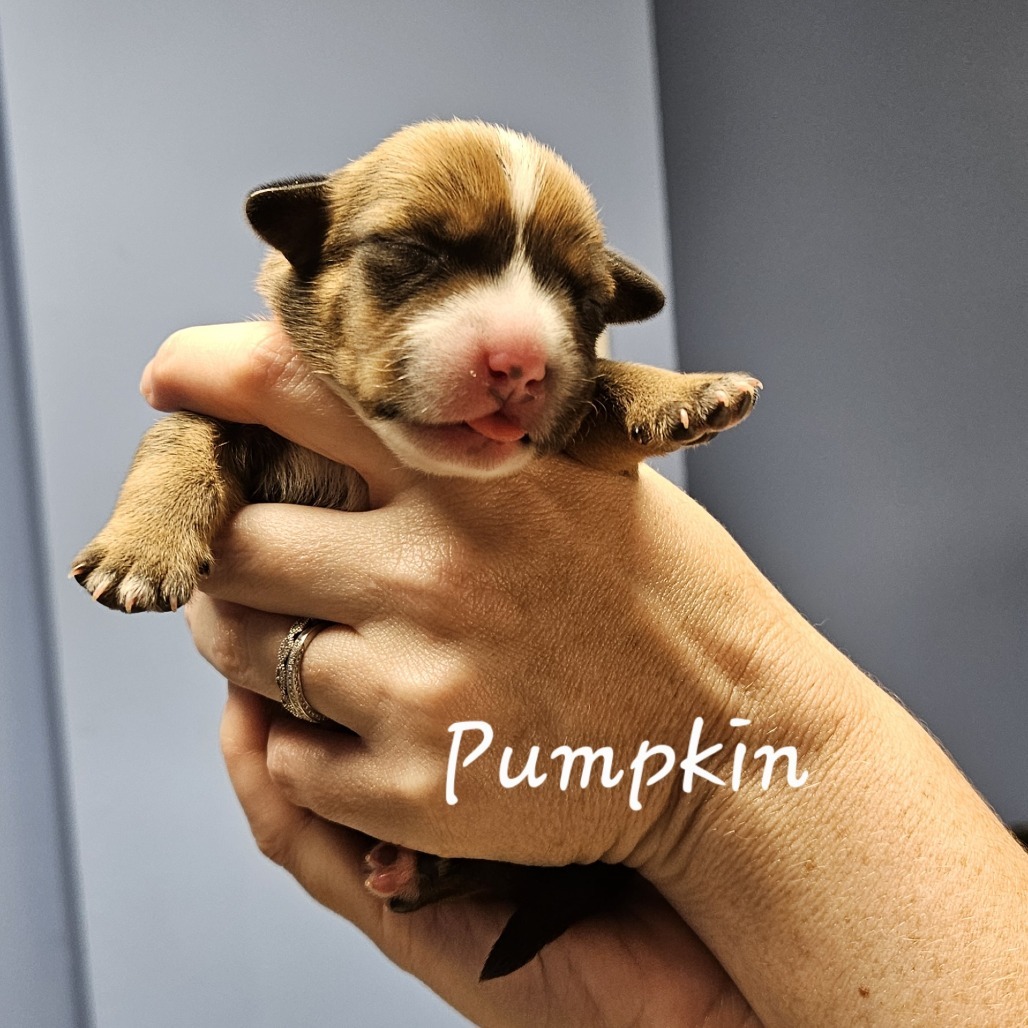 Pumpkin
