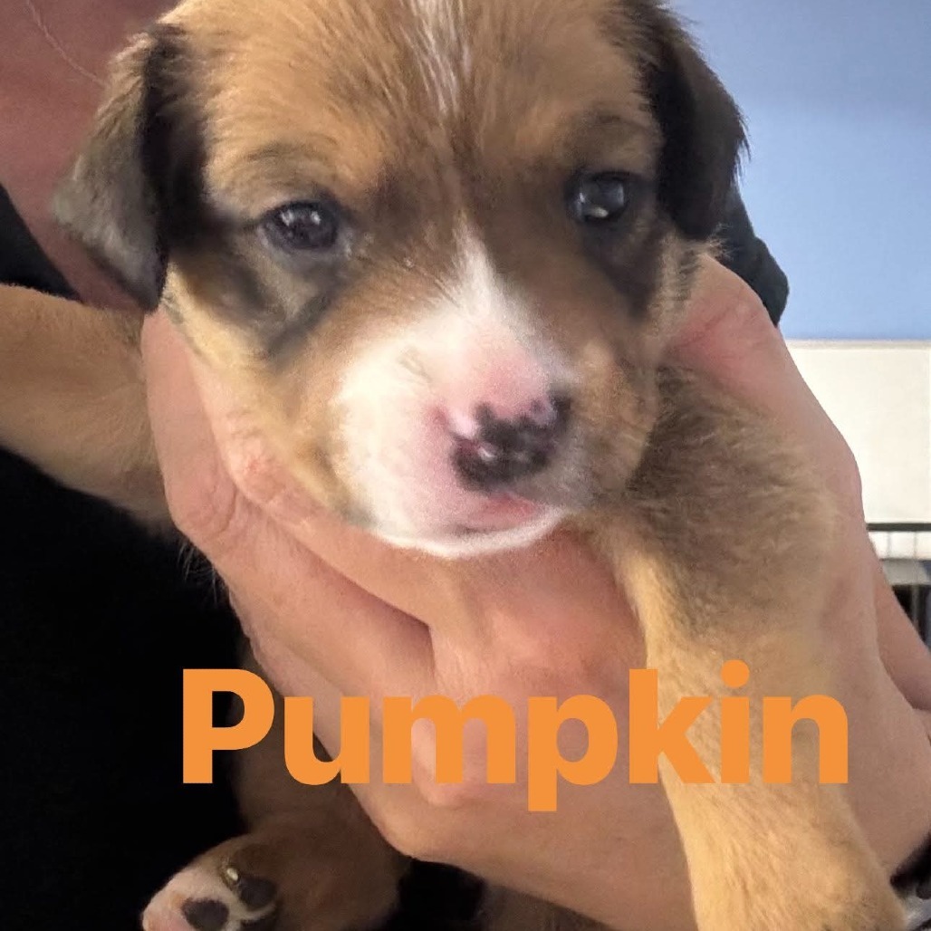 Pumpkin