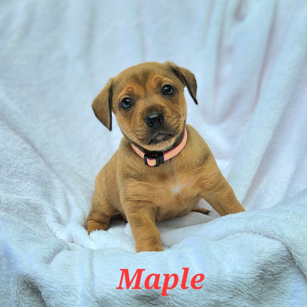 Maple