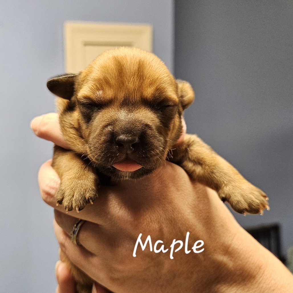 Maple