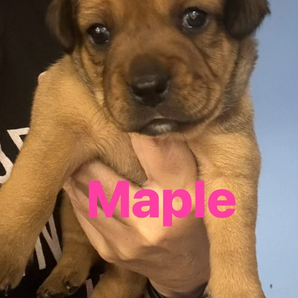 Maple