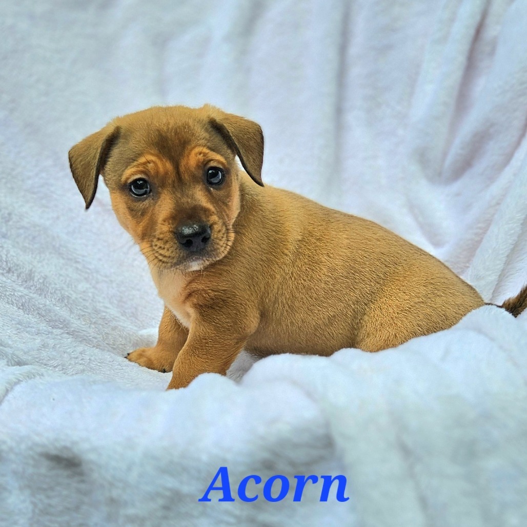 Acorn