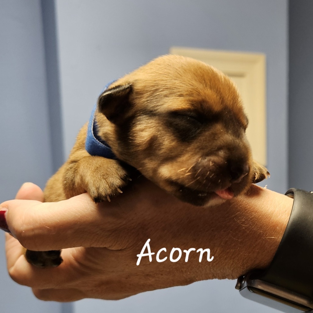 Acorn