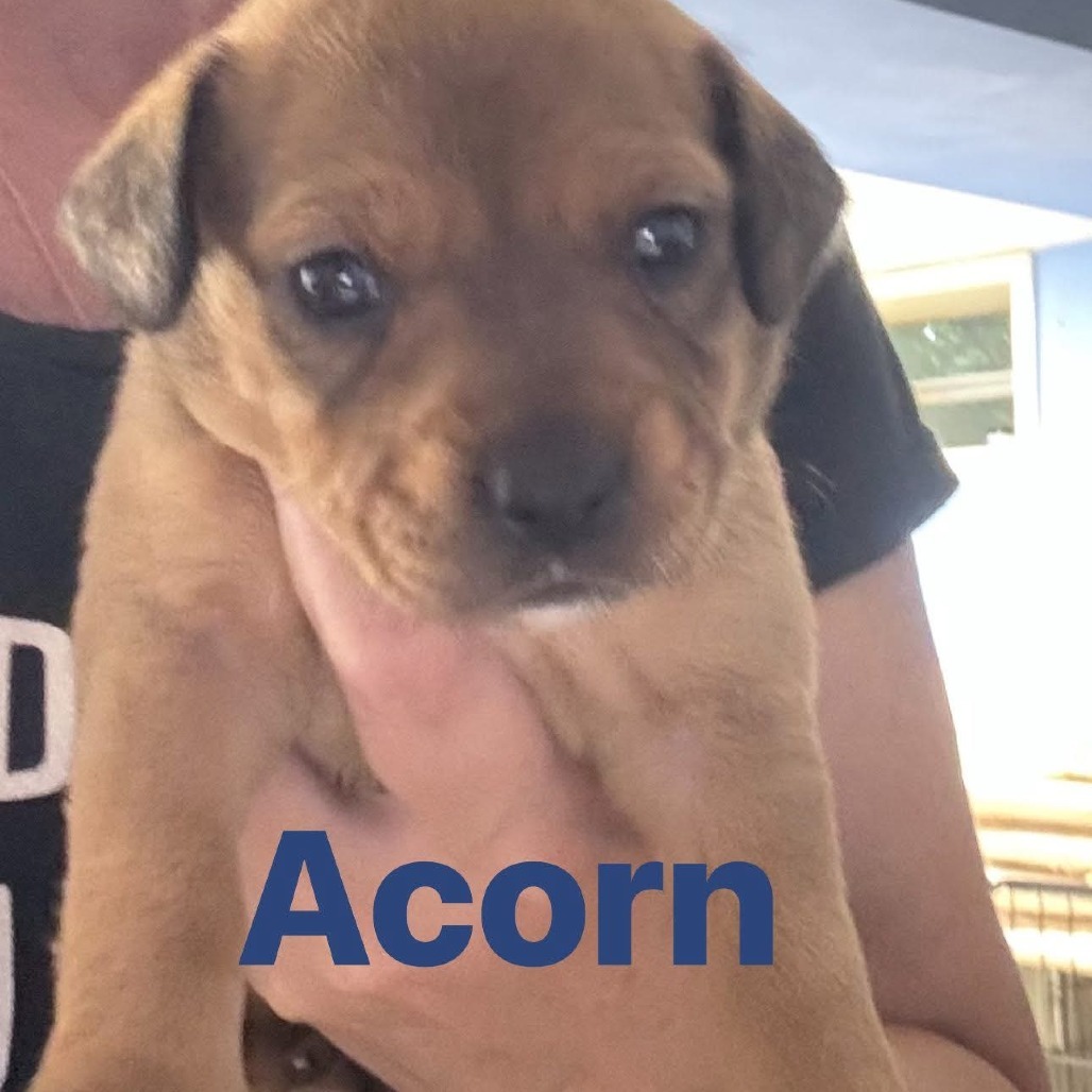 Acorn