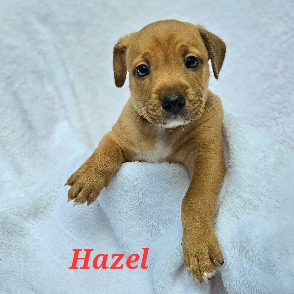 Hazel