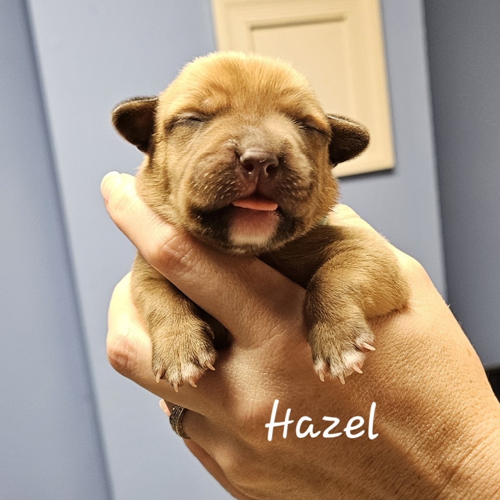 Hazel