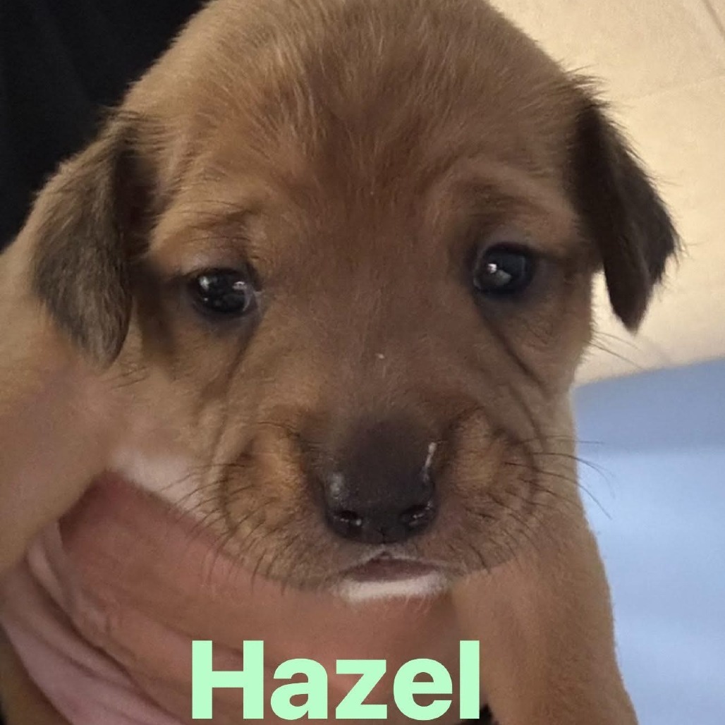 Hazel