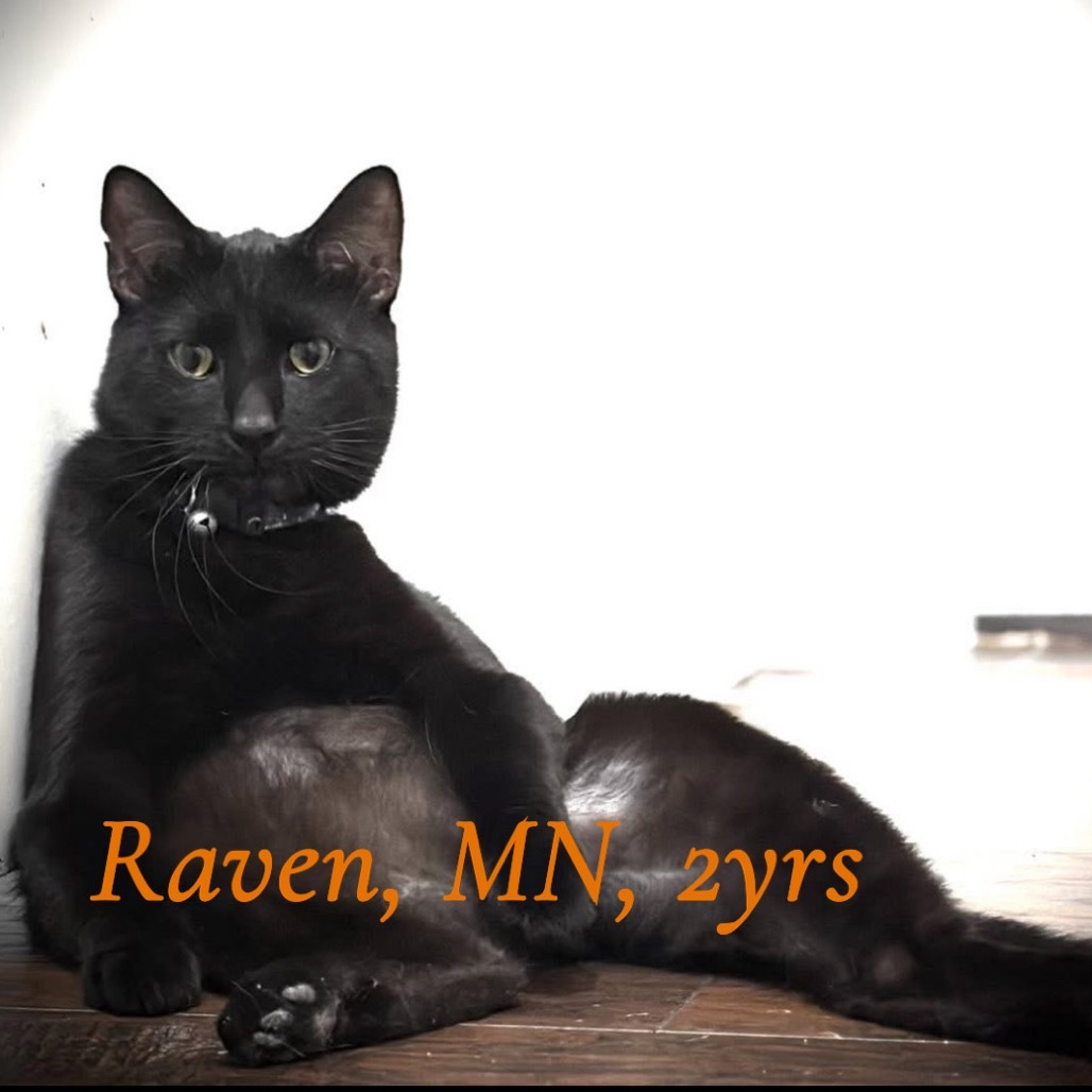 Raven