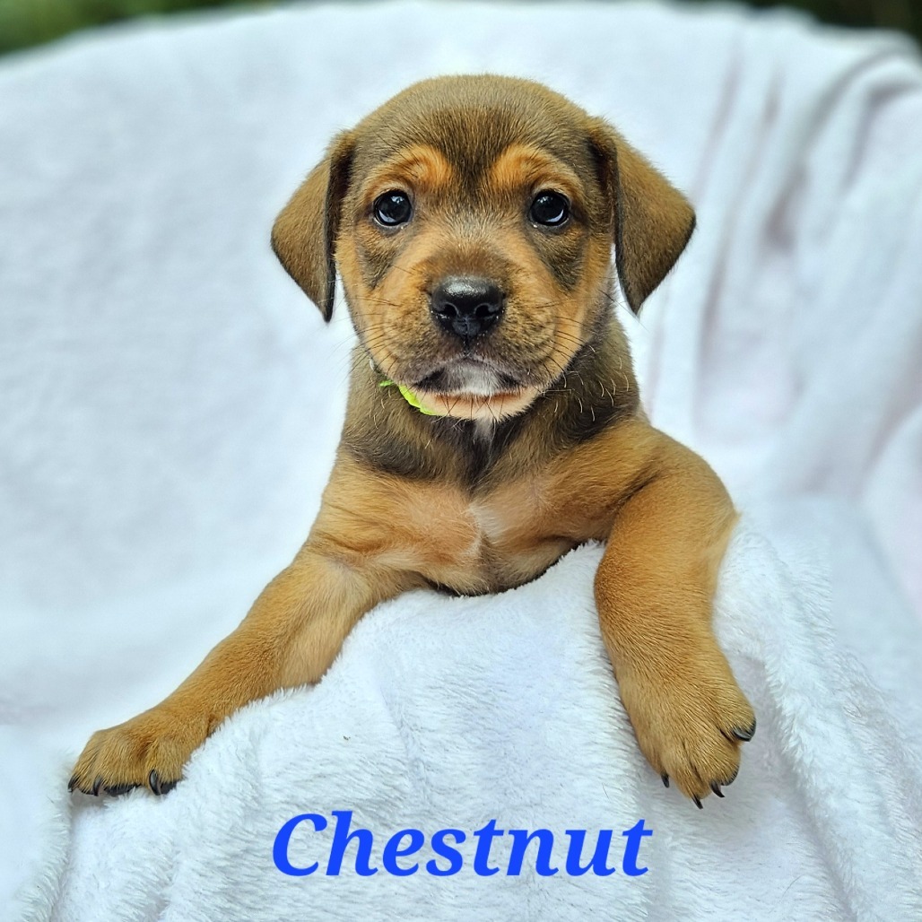 Chestnut