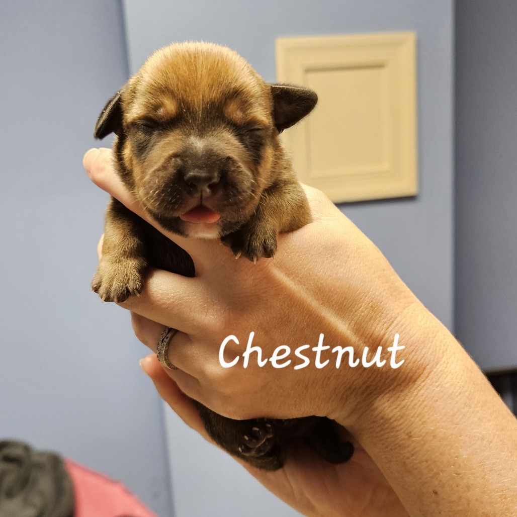 Chestnut