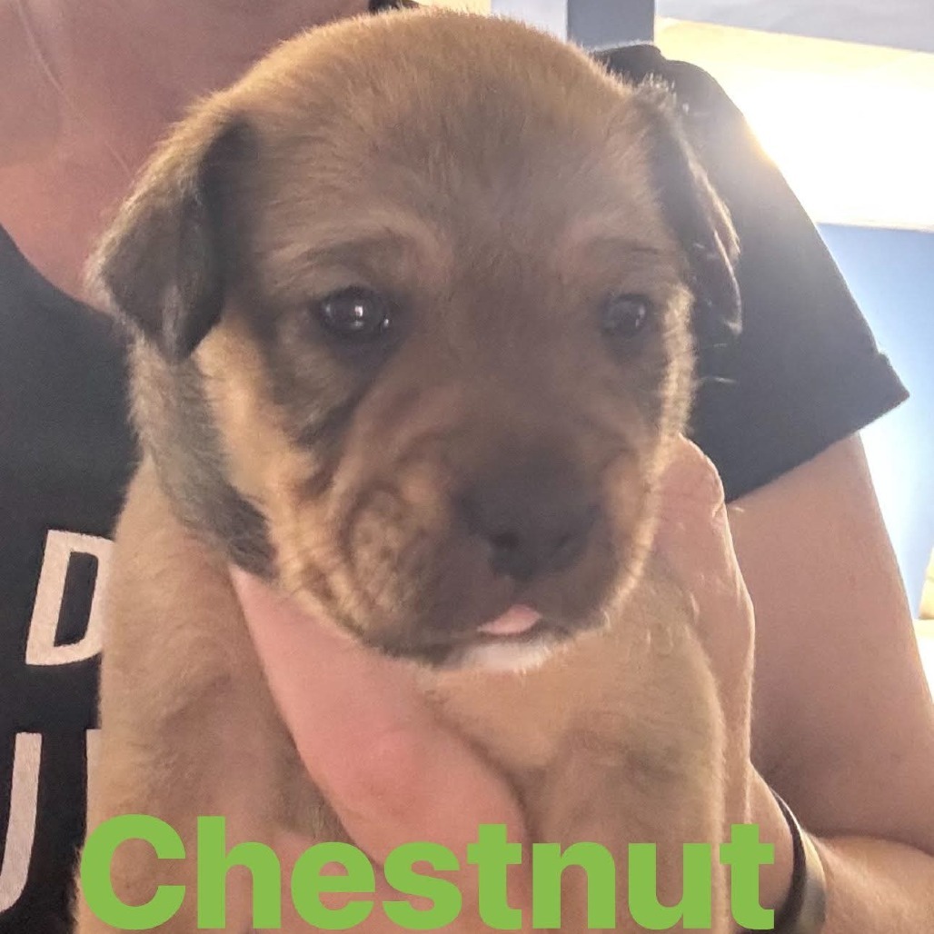 Chestnut