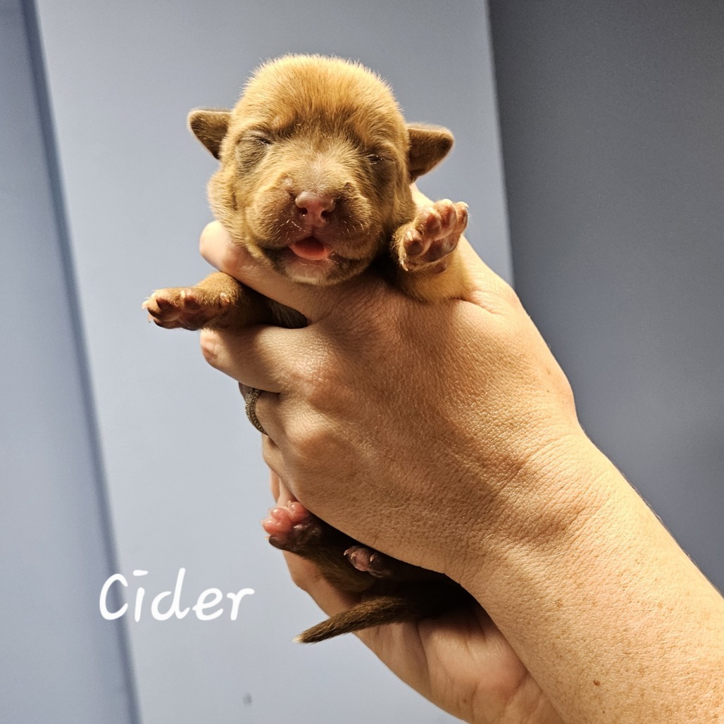 Cider