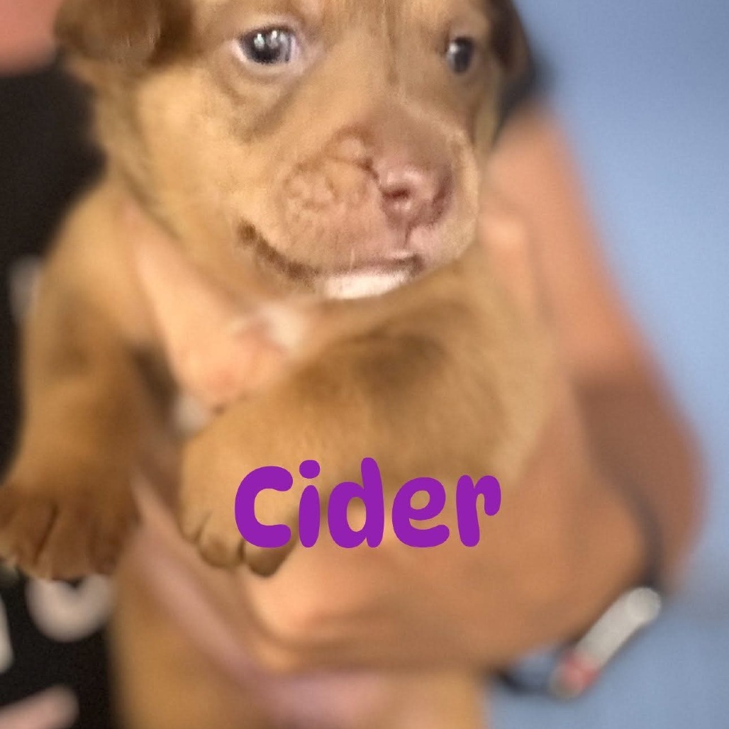 Cider