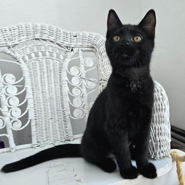 Skrillex thumbnail 3