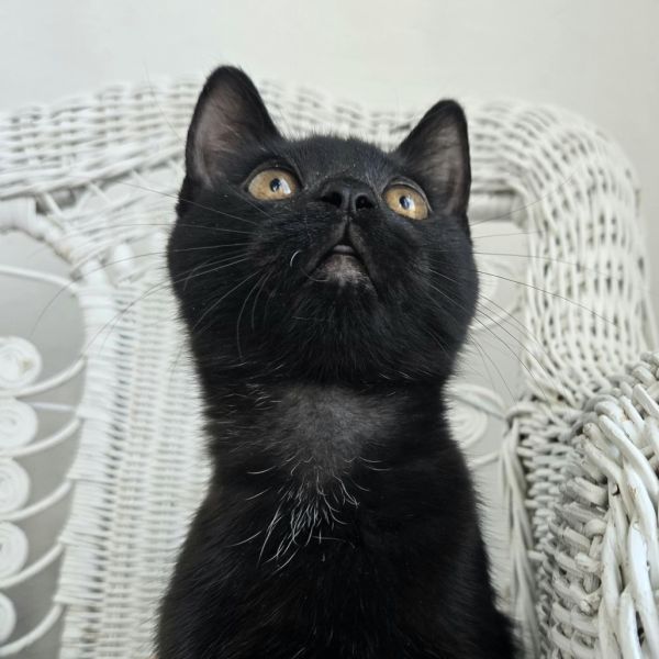 Skrillex thumbnail 5