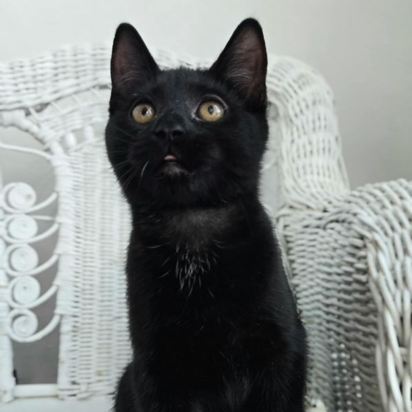 Skrillex thumbnail 6