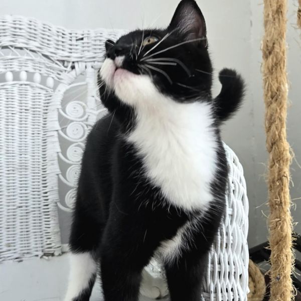 Phatty Slim thumbnail 2