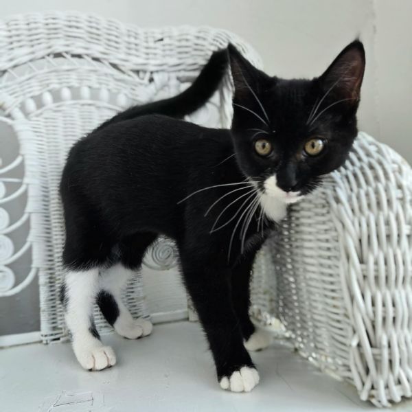 Phatty Slim thumbnail 3