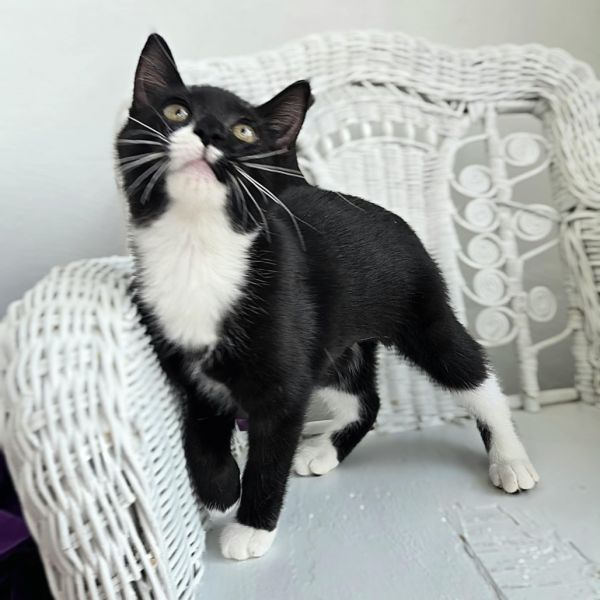 Phatty Slim thumbnail 4