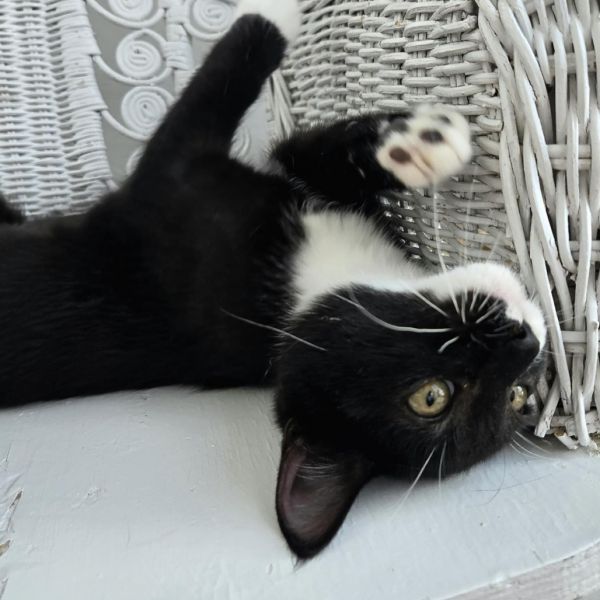 Phatty Slim thumbnail 5