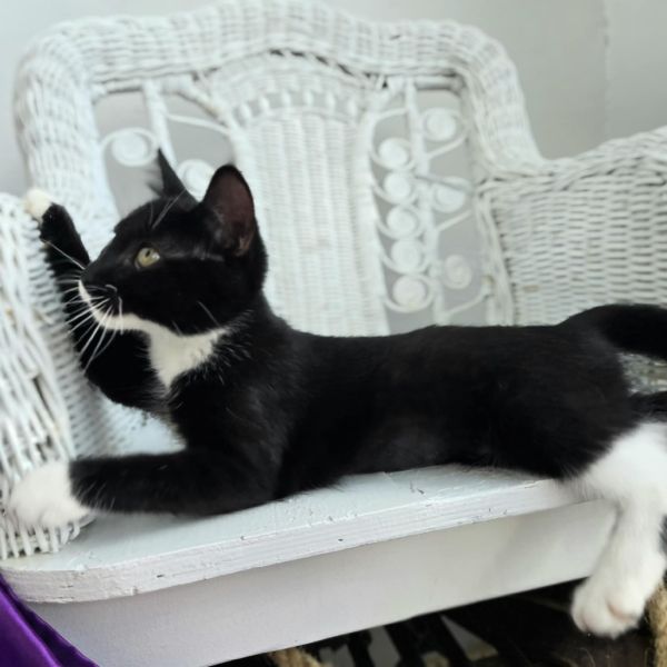 Phatty Slim thumbnail 6