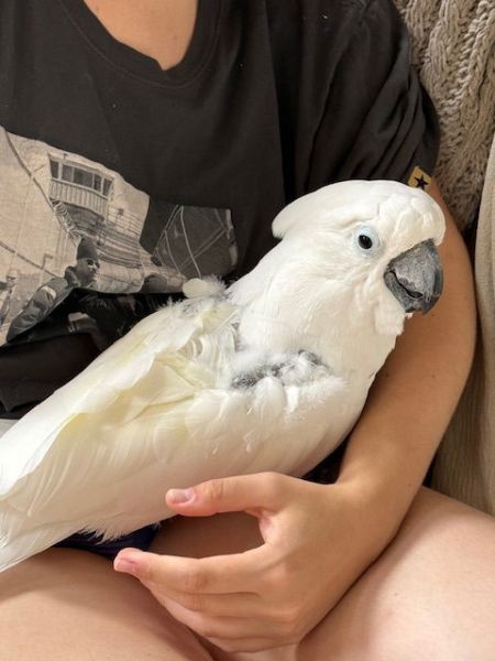 Bird