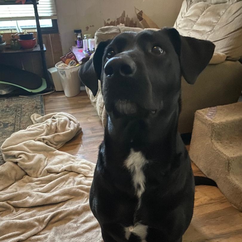 Conor (Courtesy Post)